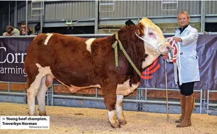  ?? Athwenna Irons ?? > Young beef champion, Treverbyn Norman