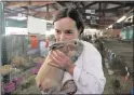  ?? PICTURES: ZANELE ZULU ?? LILAC SUCCESS: Heather Heron holds a specially-bred lilac rabbit at the Royal Show’s rabbit section, which was bursting with exhibits.