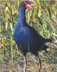  ??  ?? The purple swamphen is a robust inhabitant of Jerringot wetland.