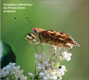  ??  ?? Un papillon à Montceauxl­es-Provins (Seineet-Marne).