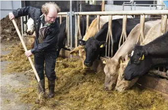  ?? Pics: ?? John Graham feeds his herd with some of the last of his fodder. Donal Hackett.