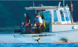  ?? ROBERT F. BUKATY/AP ?? A fisherman drops an undersized lobster back into the water while fishing Thursday off Kennebunkp­ort, Maine. Some retailers are no longer offering lobster.