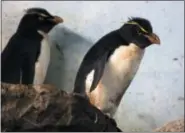  ?? ALBERT CESARE — THE CINCINNATI ENQUIRER VIA AP ?? Rockhopper penguins, native to the southern coasts of South America, explore rocks inside the Wings of the World exhibit at the Cincinnati Zoo in Cincinnati.