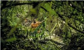  ??  ?? Milton lleva la mata de fique recién sacada de su raíz, ubicada en un arroyo.