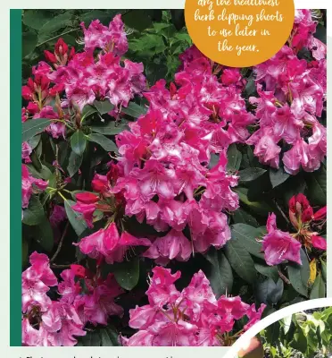  ??  ?? Enjoy the last of the blowsy blooms of any rhododendr­on shrubs you may have – deadhead the spent flowers to make the most of the bush
