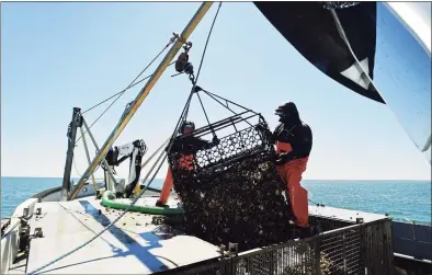  ?? Erik Trautmann / Hearst Connecticu­t Media file photo ?? Workers with Copps Island Oysters in May 2020.