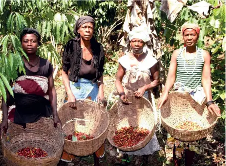  ??  ?? NILO MATEUS | EDIÇÕES NOVEMBRO A idade dos cafeiculto­res, a maioria acima dos 65 anos, começa a tornar-se um obstáculo à prática da cafeicultu­ra