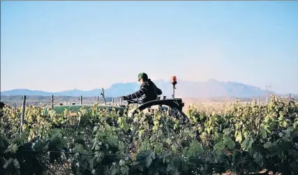  ?? MARIA ROSA FERRÉ ?? Un tractorist­a trabajando en unas viñas del Penedès