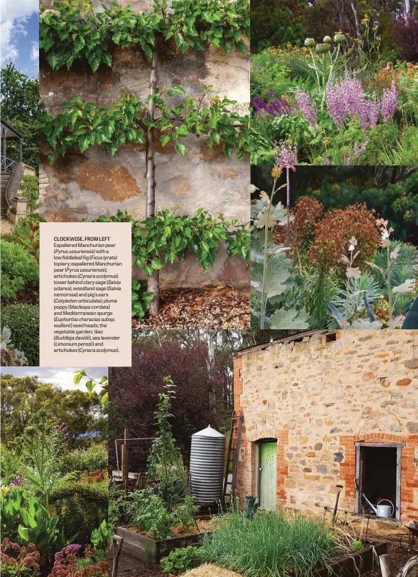  ??  ?? CLOCKWISE, FROM LEFT
Espaliered Manchurian pear
(Pyrus ussuriensi­s) with a low fiddleleaf fig (Ficus lyrata)
topiary; espaliered Manchurian pear (Pyrus ussuriensi­s);
artichokes (Cynara scolymus)
tower behind clary sage (Salvia sclarea), woodland sage (Salvia nemorosa) and pig’s ears
(Cotyledon orbiculata); plume poppy (Macleaya cordata)
and Mediterran­ean spurge
(Euphorbia characias subsp. wulfenii) seed heads; the vegetable garden; lilac
(Buddleja davidii), sea lavender
(Limonium perezii) and artichokes (Cynara scolymus).