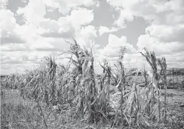  ?? XINHUA Xinhua/Sipa USA ?? A corn field is seen in the suburb of Harare, capital of Zimbabwe, April 3, 2024. Zimbabwean President Emmerson Mnangagwa has declared a state of disaster due to an El Nino-induced drought threatenin­g food security in the country.