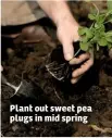  ??  ?? Plant out sweet pea plugs in mid spring