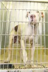  ?? D.A. VARELA dvarela@miamiheral­d.com ?? An American Bulldog mix was found as a stray and was available for adoption.