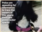  ??  ?? Police are appealing for informatio­n to trace the owners of this young black and white cocker spaniel