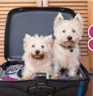  ??  ?? Dog owners have a number of options when it comes to vacationin­g with their furry BFFs. Many Connecticu­t hotels, restaurant­s, and parks are petfriendl­y, making for a trip the whole family can take, and enjoy, together.