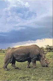  ??  ?? One of a kind: Sudan, the last male northern white rhino