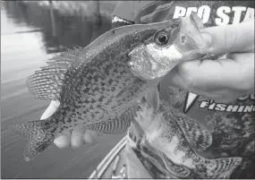  ?? NWA Democrat-Gazette/FLIP PUTTHOFF ?? About 5,000 crappie have been stocked into Swepco Lake two miles west of Gentry. The fish average five inches long. They are expected to grow to 10 inches in a year or two.