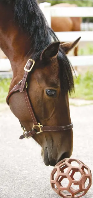  ??  ?? Some horses are endlessly entertaine­d by stall toys; others are not. Try a few to see what type your horse may like the best.