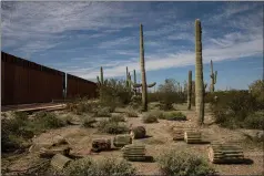  ??  ?? Make way: Chopped up Saguaro cactuses in the Arizona desert