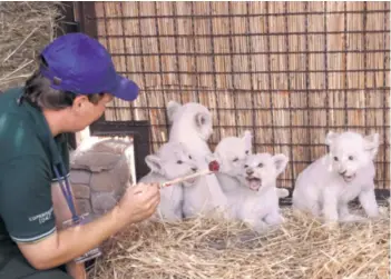  ??  ?? Drugi okot U istom ZOO-u, isti su bijeli lavovi i prije godine i pol imali troje bijelih mališana