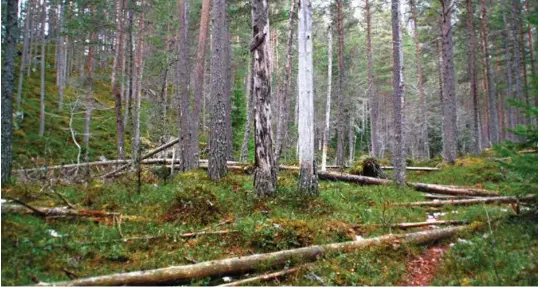  ?? ILLUSTRASJ­ONSFOTO ?? I dag, hundre år etter vernevedta­k, kan vi se gammelskog hvor noen trær brekker, de gamle stokkene blir liggende, skriver kronikkfor­fatteren Rune Sævre.