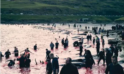  ?? Photograph: Sea Shepherd UK/AFP/Getty Images ?? A picture released by Sea Shepherd UK shows people hunting dolphins in Leynar, the Faroe Islands, on Wednesday.