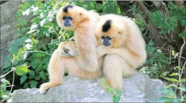  ?? WIKICOMMON­S ?? Yellow-cheeked crested gibbons are shown at a zoo in the US.