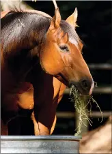  ??  ?? The next step takes some work but is crucial: Compare the ingredient­s
in the product you’ve selected to the nutritiona­l makeup of the rest of
your horse’s diet.