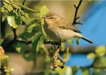  ?? ?? TEN: Common Chiffchaff (Roby, Liverpool, Lancashire, 14 April 2020). Spring Common Chiffchaff­s tend not to look too tatty, as evidenced by this bird. The strongly olive and yellow hues are again clear here, as is the rather bland face pattern (a function of the weak superciliu­m and strong eyering). The dark legs are readily apparent, too.