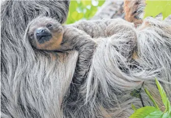  ?? FOTO: DPA ?? Schläft gern viel: das fünf Wochen alte Faultierba­by in Hellabrunn.