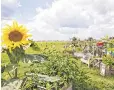  ?? PHILIP KOSCHEL, VISITBERLI­N ?? Sunflowers, rather than jets, aim skyward at Tempelhof.