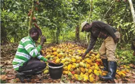  ?? — AFP ?? MBAU, Uganda: This photo taken on Nov 15, 2016 at his farm shows Antoine Kakule Kihumuledi (right), a cocoa farmer, opening cocoa pods to collect cocoa beans.