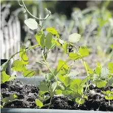  ?? JESSICA DAMIANO VIA AP ?? Sugar snap peas growing in a container. Peas also thrive in cool temperatur­es.