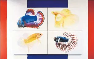  ?? ?? ABOVE
Four Siamese fighting fish as part of a stamp collection.