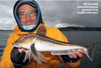  ??  ?? Did you know there were big grey gurnards to be caught in Norway?