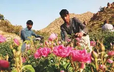 Saudi ‘city of roses’ offers fragrant reminder of desert’s rare beauty ...