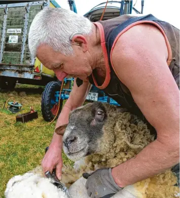  ?? Foto: Klaus D. Treude ?? Gottfried Bäßler (65) aus Amberg schert Schafe zügig, aber vorsichtig, um sie nicht zu verletzen. Nur wenige Minuten braucht er, die Tiere lassen die Prozedur lammfromm über sich ergehen.
