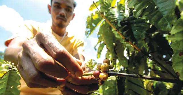  ??  ?? Once red and ripe, these robusta coffee beans in Tuburan are harvested by hand.