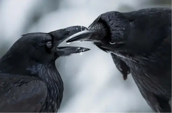  ?? ?? © Shane Kalyn / Wildlife Photograph­er of the Year