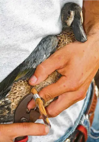  ?? Shannon Tompkins photos / Houston Chronicle ?? A blue-winged teal is fit with an aluminum leg band as part of a long-running program yielding invaluable insights into bird movements, survival rates and other informatio­n crucial to responsibl­e management of migratory game bird resources.