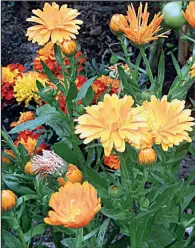  ??  ?? Calendula, pot marigold, is also an herb.