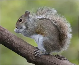  ?? Wikipedia ?? An eastern gray squirrel, a symbol for John Opdycke of the 2024 independen­t voter.
