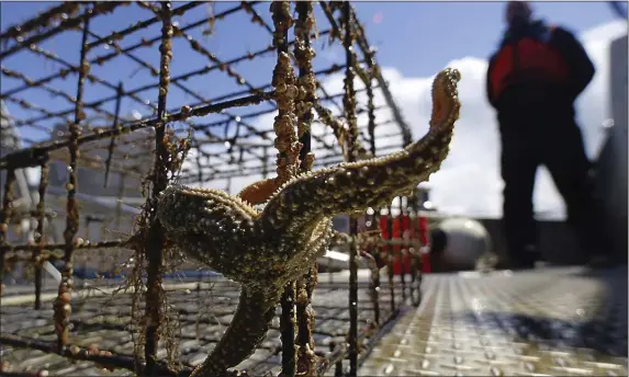  ?? DAN BATES/THE HERALD VIA AP, FILE ?? A starfish reaches out from one of the recovered crab pots pulled up from the muddy bottom of Tulalip Bay on May 3, 2011 in Everett, Wash.