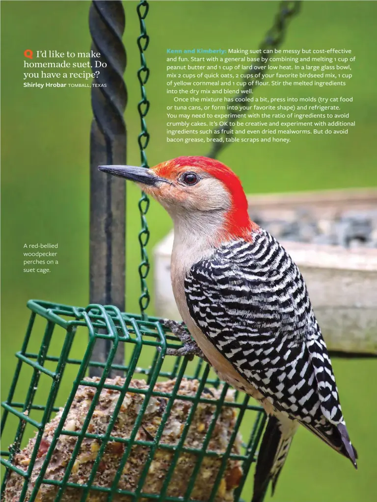  ??  ?? A red-bellied woodpecker perches on a suet cage.