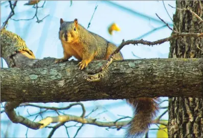  ?? PHOTOS BY KEITH SUTTON/CONTRIBUTI­NG PHOTOGRAPH­ER ?? When fishing, anglers commonly see fox squirrels, but few fishermen consider the animals threatenin­g — until one inadverten­tly gets shaken from its tree and into the boat.