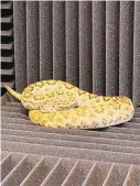  ?? ?? A snake being recorded at the Chiricahua Desert Museum. The museum will host a conference on pitvipers July 13-16.