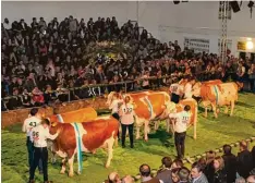  ?? Foto: Wiedenmann ?? Fast 120 Kühe wurden bei der bayerische­n Jungzüchte­r Night Show in der Wertinger Schwabenha­lle gezeigt.