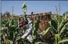  ?? MAURICIO PALOS/BLOOMBERG ?? A man is harvesting corn Feb. 8 in a hybrid variety cornfield in Ebano, San Luis Potosi, Mexico.