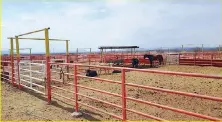  ??  ?? Alrededor de mil cabezas de ganado de las razas Angus, Brangus, Charolais y de diversas cruzas fueron halladas en el terreno.