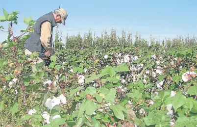  ??  ?? Algodón. Este cultivo industrial y regional sostiene a muchos minifundis­tas del nordeste argentino.