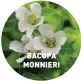  ??  ?? BACOPA MONNIERI